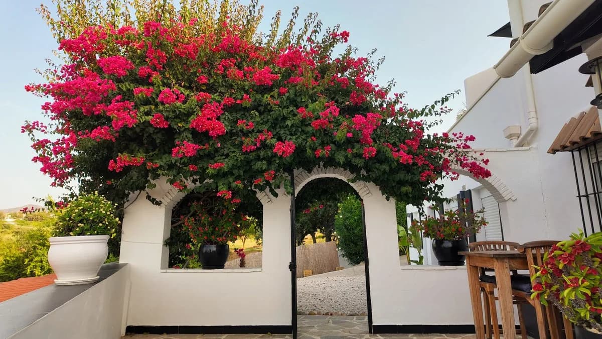 5 Bedroom Finca - Cortijo for Sale in Alhaurín el Grande, Málaga - Image 3