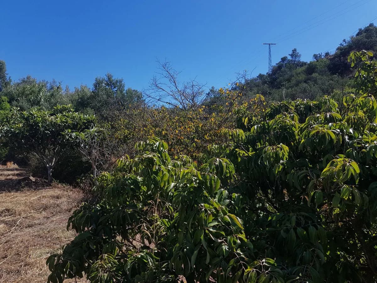 2 Bedroom Finca - Cortijo for Sale in Estepona, Málaga - Image 4
